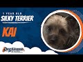 1 year old silky terrier, Kai | Small Breed Training | OffLeash K9 Training