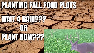 PLANT FALL FOOD PLOTS INTO THE DROUGHT OR WAIT FOR RAIN? THE ULTIMATE HOW TO GUIDE FOR FALL PLOTS