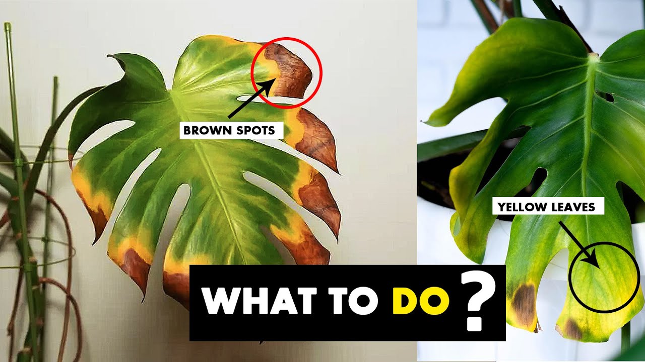 This is your Monstera plant leaves turning Brown, yellow or black - YouTube