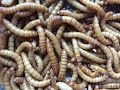 How to breed Mealworms