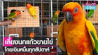 เกษตรวัยเก๋าเลี้ยงนกแก้วขายไข่ โกยเงินหมื่นทุกสัปดาห์ | เรื่องดีดีทั่วไทย | 16-2-66