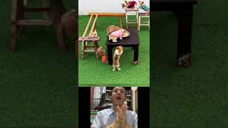 Very Funny Dogs Searching Foods Challenge - Try Not To Laugh