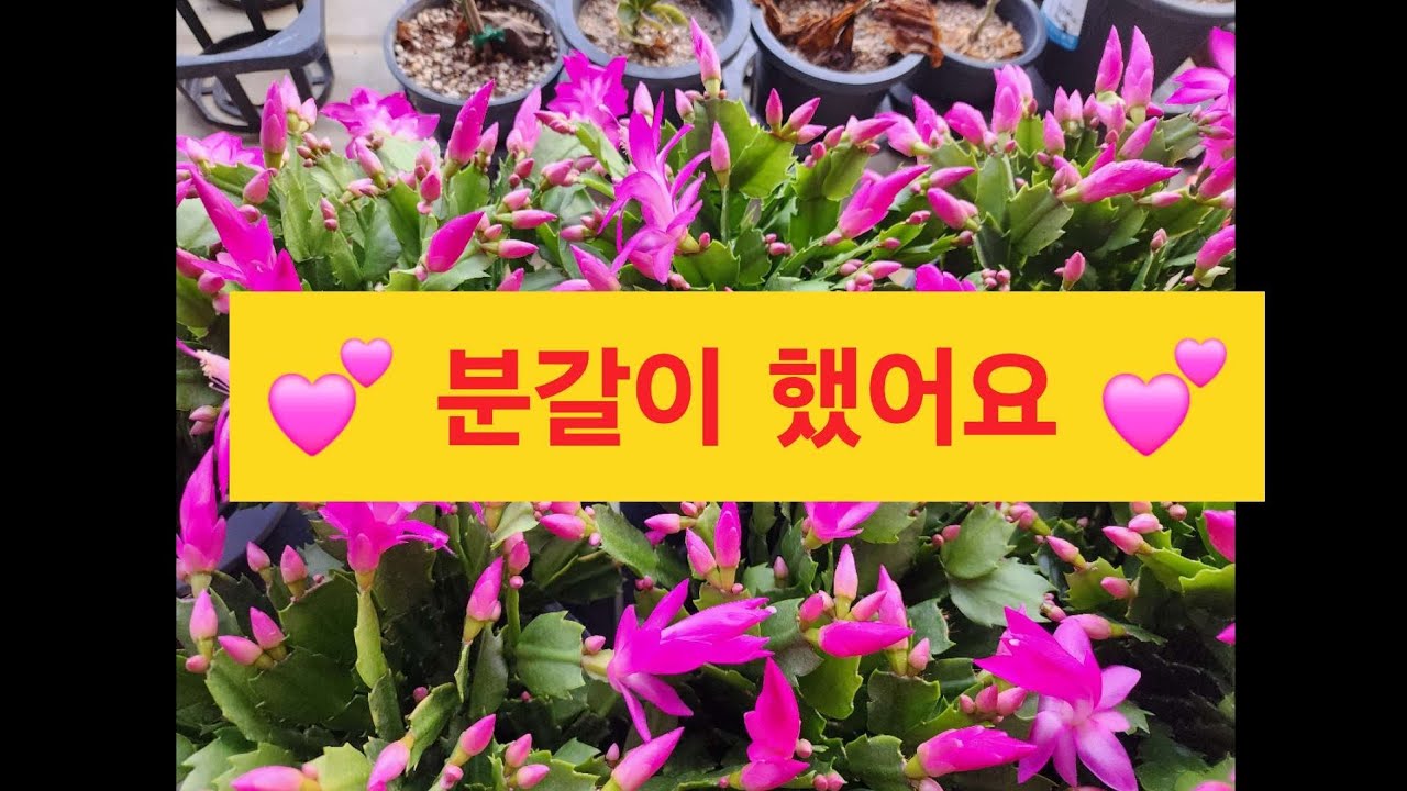 26.1.7# 공주농원 #분갈이했어요 #피쉬본 판매해요 