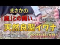 渓流釣りで何故か鹿と死闘になった