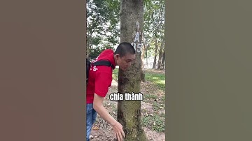 Hiếu kỳ: nhận biết cây gỗ cẩm lai cực hiếm gặp | Sơn Sập Gỗ