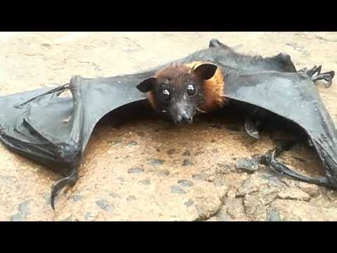 බිම වැටුනොත් නැගිටින්න  අපහසු වව්ලා (Bat that are difficult to get up if they fall to the ground)