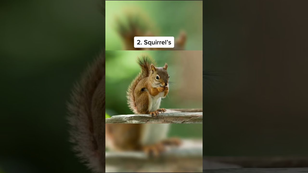 How Different Animals React To Rabies