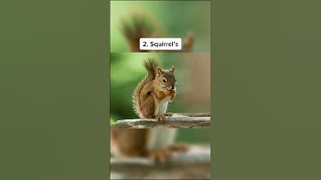 How different Animals React to Rabies