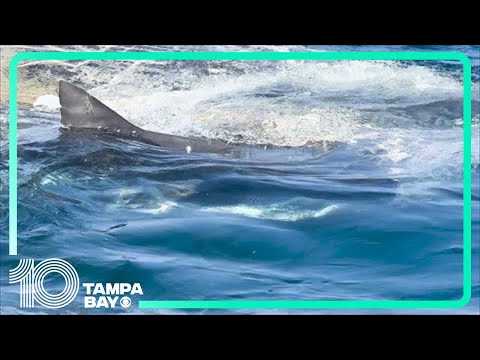 Shark feeds on whale carcass off coast of Venice, Florida