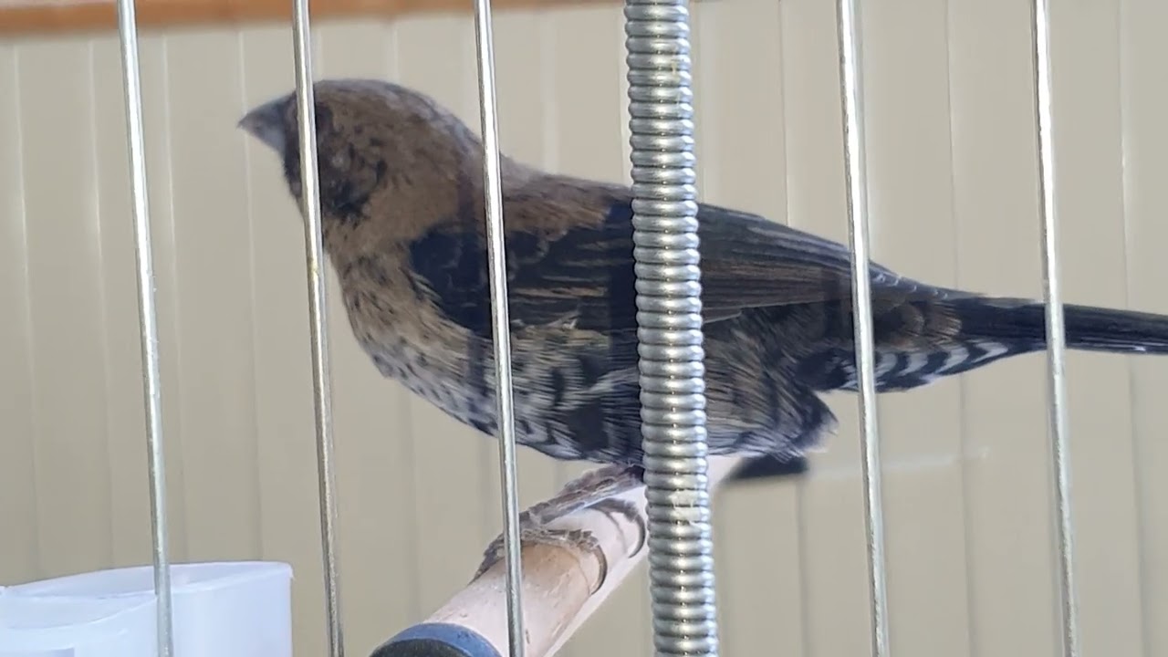 Mas um pouco da minha criação