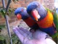 Rainbow Lorikeets Feeding And Grabbing