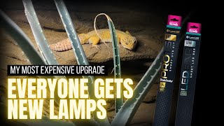 Geckos Experience Sunsets For The First Time | LumenIZE Unboxing & Setup