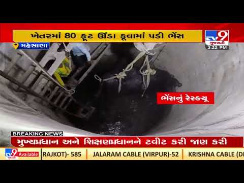 Mehsana: Buffalo fell into well in Unjha, rescued later| TV9News