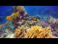 Marsa shagra  red sea diving safari camp