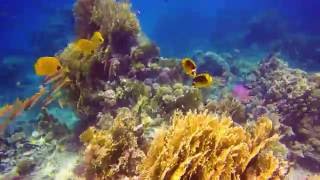 Marsa Shagra - Red Sea Diving Safari camp