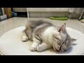 good cat… sleepy cat…