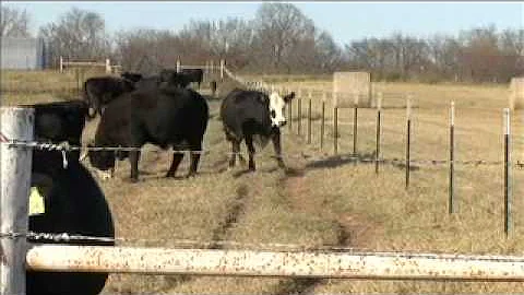 Thelma Sue Henley - Owner & Operator, Henley Ranch...
