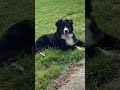 This is your sign to get an Australian shepherd. They double as extra shadows for bonus points 🥰