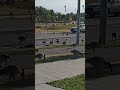 Geese on the Road #animals #cute #shorts #goose #kids