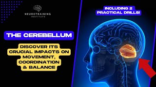 The Cerebellum - Discover its crucial impacts on movement, coordination & balance! 🧠