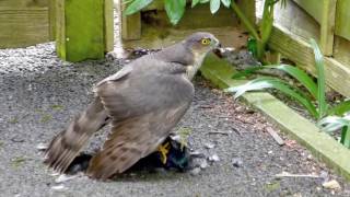 Sparrowhawk and Starling