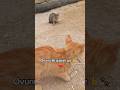 Bəyənməyi❤️Abunə olmağı unutmayaq 👍🙏#cat #catshorts #aztube #funnycats#balacaovçu