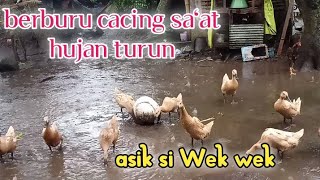 Berburu Cacing Saat Turun Hujan / Bebek Wana Wani / Bebek Lucu