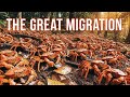 The Million-CRAB Army: Earth's Most Epic Red Tide Migration | Jungle Raw