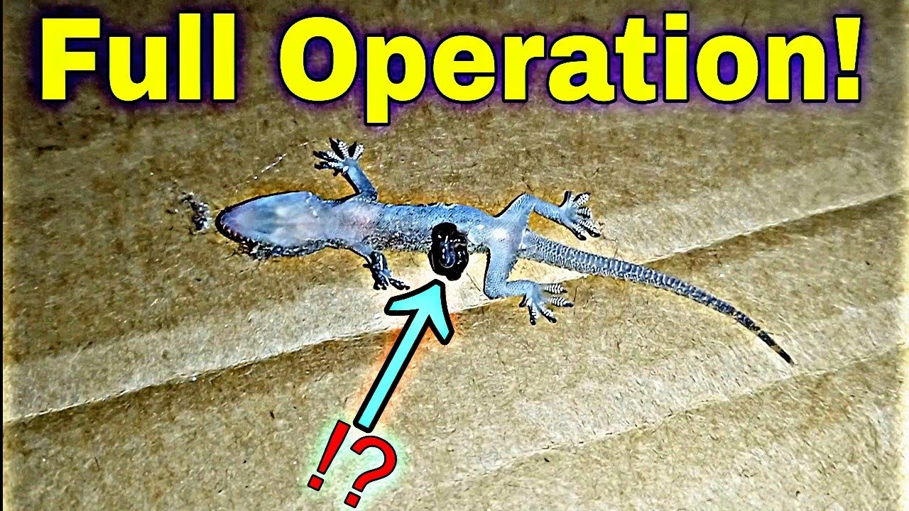 Lizard Experiment Operation on Lizard #वेडाboy#lizard #trending #experiment # ...