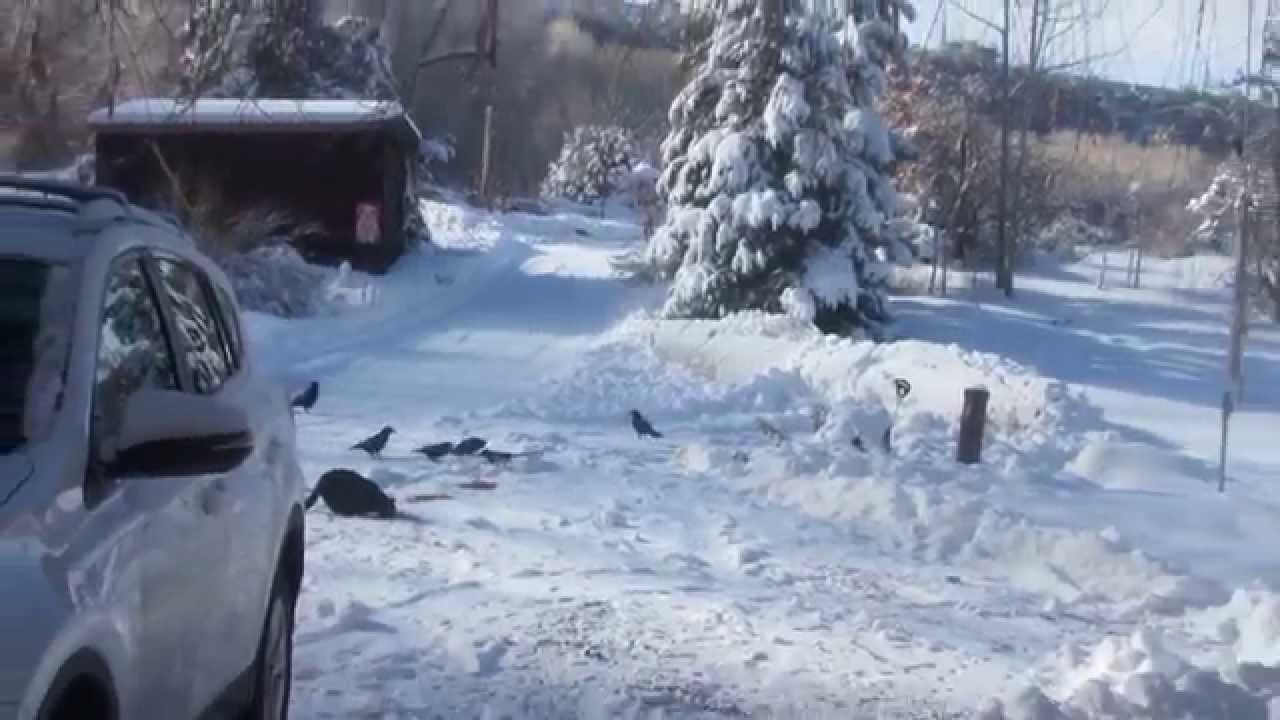 Cat Sharing Food With Birds YouTube