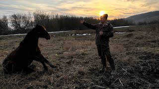 Работа с молодой лошадью| В какую амуницию одеть коня?!| Кабардинская порода