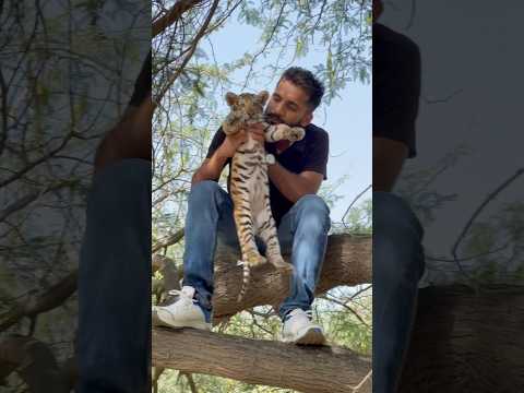 Series 139: 2 Months old baby tiger playing 😍🐆