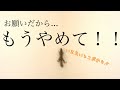 【シマリス】生後10ヶ月になったリスがついに覚醒した、、、