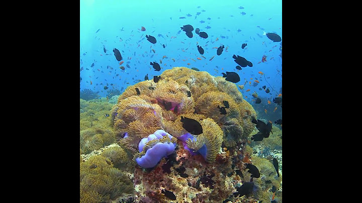 Beautiful coral reef of the Maldives - Maldives Liveaboard Diving - Scuba Diving Maldives