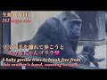 歩き回りたくて、母親の手から離れようと頑張る赤ちゃんゴリラと、それはまだ心配な母ゲンキ⭐️Gorilla【京都市動物園】A baby gorilla that wants to walk around