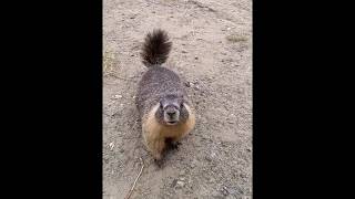 Canadian Marmots