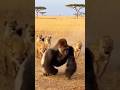 ゴリラの反撃Gorilla Strikes Back#shorts#ai#wildlife