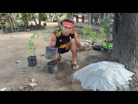 Video: Pag-init Ng Lupa Sa Greenhouse Gamit Ang Isang Cable