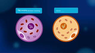 About mitochondrial donation - The mitoHOPE (Healthy Outcomes Pilot and Evaluation) Program
