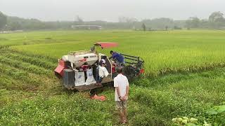 Gặt lúa liên hợp bằng máy gặt Kubota DC70