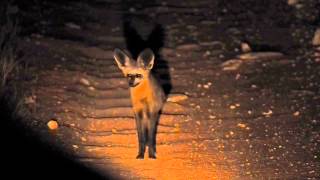 Bat-Eared Fox Near Tswalu Airport. Heli Lash Challenge 2015