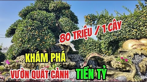 Khám Phá Vườn Quất Tiền Tỷ Của Làng Nghề Quất Cảnh Văn Giang Hưng Yên