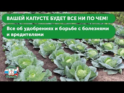 УХОД ЗА КАПУСТОЙ В ОТКРЫТОМ ГРУНТЕ. Секреты подкормки капусты и борьбы с болезнями и вредителями!