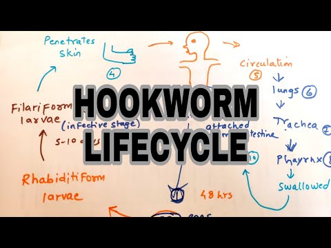 Video: Kissa Hookworms - Hookworm-oireet Ja Hoito Kissoille