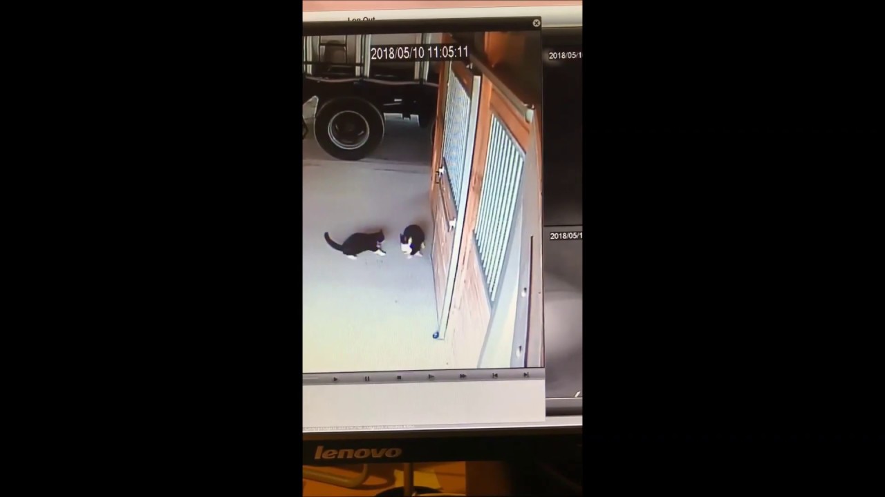 Cat Kills Baby Rabbit - YouTube