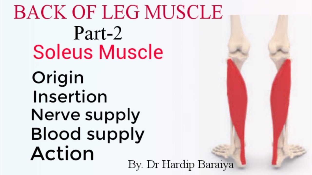 Soleus muscle Origin, Insertion, Nerve supply, Blood supply, and
