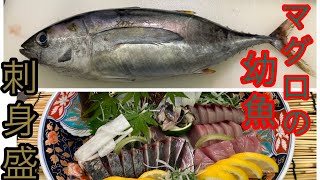 1匹1000円のマグロの幼魚の刺身盛り！