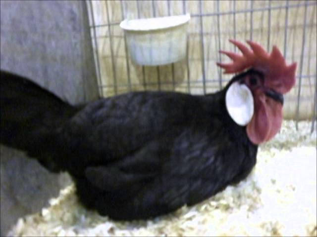 Minorca Bantam black, National Poultry Show UK