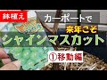果樹栽培：家庭でシャインマスカット来年こそ収穫を