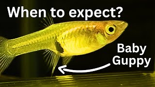 How to tell when Guppy will give birth? 4 signs of Endler Guppies birth!